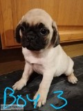 puggle Puppies 3 Left