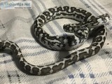 Baby carpet python