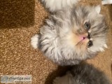 Long Hair Persian Kittens