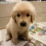 Two Golden Retriever Puppies