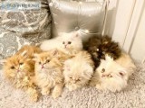 Beautiful Open Dolly Face Full Persian Kittens