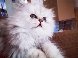 Beautifully Natured Silver Persian for Stud