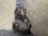 reserved Beautiful Female Maine Coon Kitten