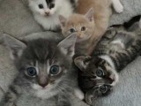 Pedigree Maine Coon Kittens Black Smoke Tabby Tica