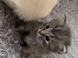 Maine Coon Kittens