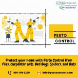 Domestic Pest Control Services in Jaipur  Best Pest Control Solu