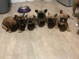 French Bulldogs