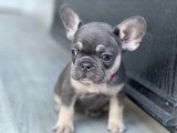 Beautiful Kc Registered French Bulldogs For Sale