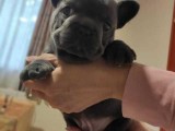 Blue Boy French Bulldog Puppy