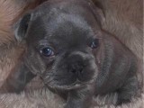 5 Beautiful Kc Reg French Bulldog Pups