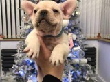 Quality French Bulldogs Pups Kc Reg