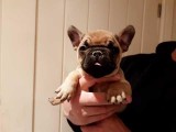 Beautiful French Bulldog Pups