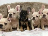 Blue French Bulldog Kc Registered