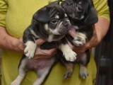 Stunning Kc Reg Choc And Tan French Bulldog Pups