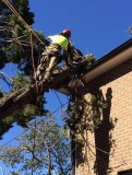 Emergency Tree Removal Sydney