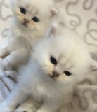 Extreme Faced  Peke Faced Blue Persian Kittens