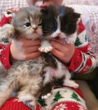 Persian Chinchilla Kittens