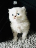 Exotic Shorthair and Persian Kittens