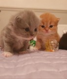 2 Beutiful Male Persian Kittens For Sale