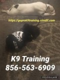 We handle your dog training n more