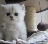 LOVELY PERSIAN KITTENS FOR ADOPTION