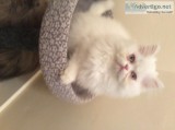 Outstanding Male and Female Persian Kittens for Adoption