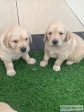 Two Gorgeous quality AKC Golden Retriever puppies