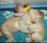 Golden Retriever puppies- Male and Female