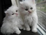 White and black persian kittens available for kids these christm