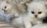 CFA Persian and Himalayan Kittens