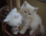 AMAZING CHRISTMAS Persian kittens FOR NEW FAMILY HOME ADOPTION