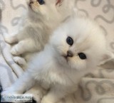 2 Persian kittens