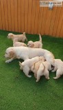 Home Trained Labrador Retriever Puppies