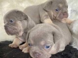 English Bulldogs for Rehoming