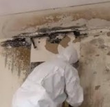 Black Mold Removal and Clean up