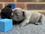 AKC quality French Bulldog Puppy for free adoption