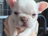 Stunning Litter Of Gorgeous AKC Reg French Bulldog Puppies