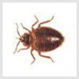 Bed Bugs Edmonton  Pestforce.ca