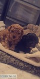 Top quality Toy poddle puppies ready for adoption