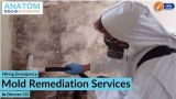 Hiring Emergency Mold Remediation Services in Denver CO