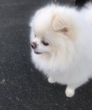 Kc Registered Pomeranian For Stud