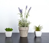 Ceramic Pots for Indoor Plants