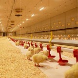 Leading Manufacturer and Suppliers of Poultry Equipment in Hyder