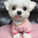 Beautiful Maltese puppies for sale