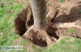 How to Transplant a Tree Without Causing Tree Failure