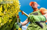 5 Top Reasons to Hire A Professional Tree Trimming Service