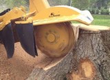 Stump Grinding Services in Toronto (GTA)