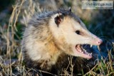 Possum Removal in Hamilton Toronto and Niagara Region