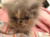 Exotic Shorthair and Persian Kittens