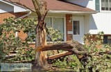 Signs Your Tree Is Stressed and How to Treat&nbspIt